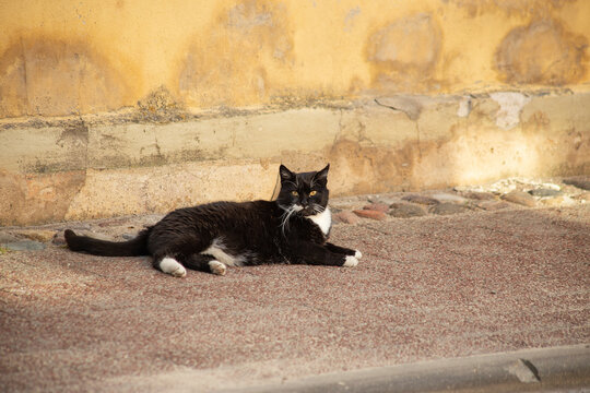 Street cats of Essaouira, Morocco. Local domestic black and white cat sitting in the street. High quality photo