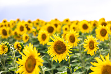Field with many blooming sunflowers, summer concept.