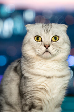 Adult cat fold-eared Scotsman close-up against a blurred background of the city. High quality photo