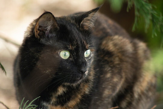 Portret of a turtle-colored cat with green eyes on garden background. High quality photo
