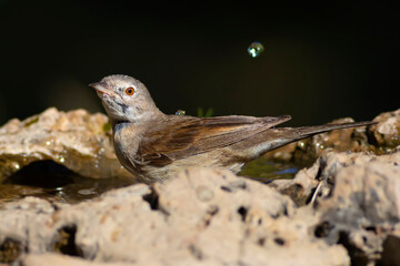 Nature and bird. Common Whitethroat. (Sylvia communis). Nature background. 
