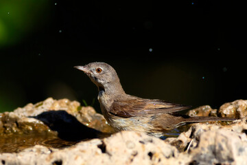 Nature and bird. Common Whitethroat. (Sylvia communis). Nature background. 
