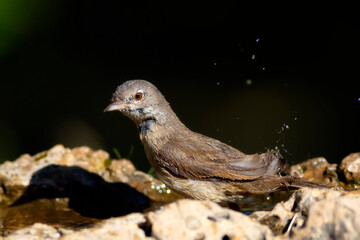 Nature and bird. Common Whitethroat. (Sylvia communis). Nature background. 