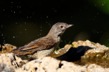 Nature and bird. Common Whitethroat. (Sylvia communis). Nature background. 