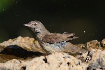 Nature and bird. Common Whitethroat. (Sylvia communis). Nature background. 
