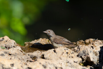 Nature and bird. Common Whitethroat. (Sylvia communis). Nature background. 