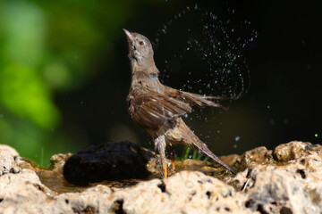 Nature and bird. Common Whitethroat. (Sylvia communis). Nature background. 