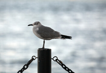 seagull on the pier