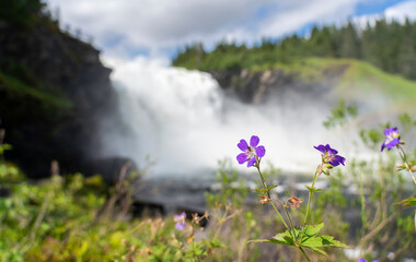 waterfall in spring