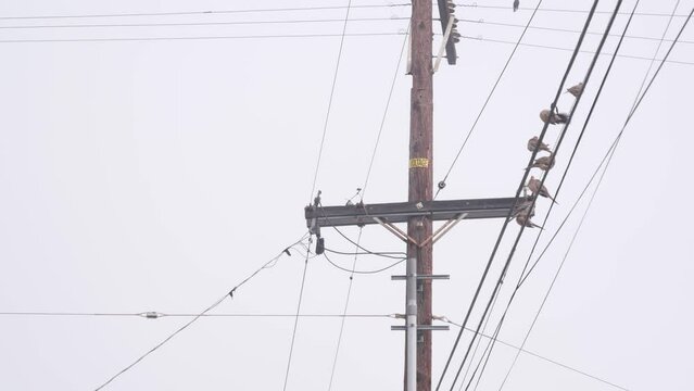 Fog on american city street, misty foggy cloudy weather in California, USA. Power wires or lines on wooden pole. Electricity cable on post. Flock of birds, moody atmosphere Seamless looped cinemagraph
