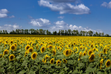 Bright sunflower field against cloudy sky