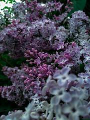 pink and white lilac