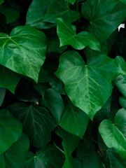 green leaves background
