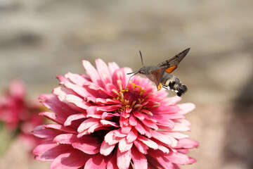 Hawk-winged hummingbird butterfly flies to a beautiful zinnia flower