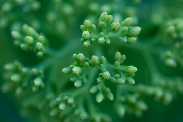 Macro Photo of Flowers Closeup Photos of green  plants 