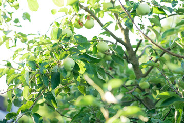 Green Apple on the Tree with Green Leaves in the garden