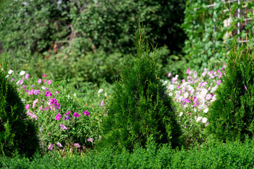 thuja with pink and purple flowers