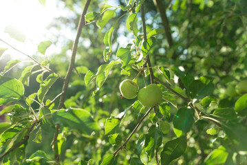 Green Apple on the Tree with Green Leaves in the garden