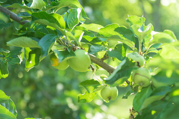Green Apple on the Tree with Green Leaves in the garden