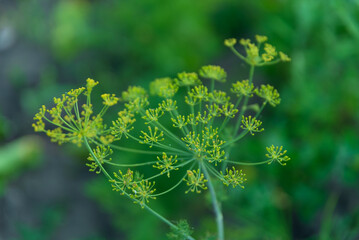 Macro Photo of Flowers Closeup Photos of green  plants 