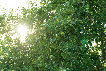 Fototapeta premium Green Apple on the Tree with Green Leaves in the garden
