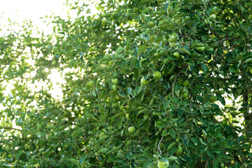 Green Apple on the Tree with Green Leaves in the garden