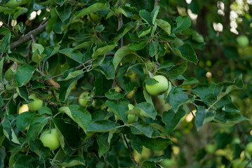 Green Apple on the Tree with Green Leaves in the garden