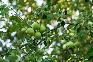 Green Apple on the Tree with Green Leaves in the garden
