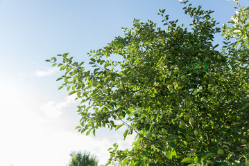 Green Apple on the Tree with Green Leaves in the garden