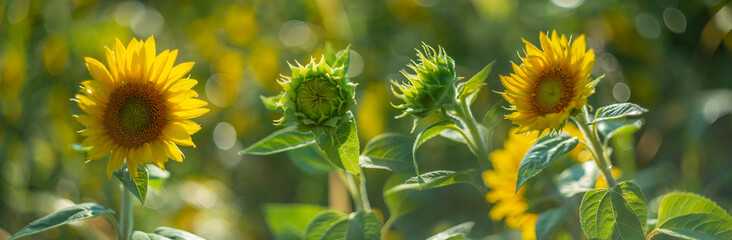 sunflowers on a field and beautiful bokeh - soft focus art picture