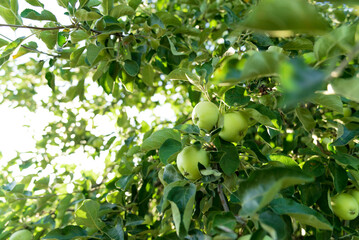 Green Apple on the Tree with Green Leaves in the garden