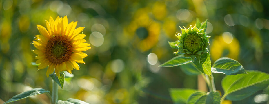 sunflowers on a field and beautiful bokeh - soft focus art picture