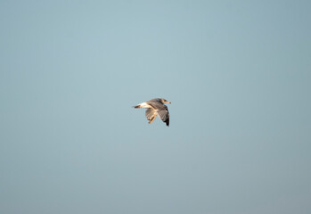 Herring Gull