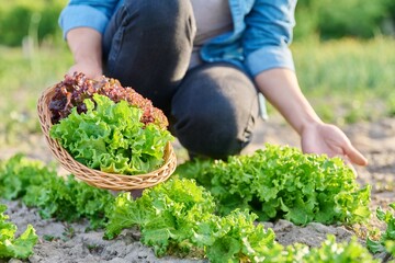 Close-up of hands harvesting lettuce leaves on garden bed