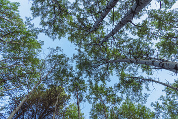 Looking up at birch trees along the Troll Falls trail in Kananaskis Country Canada