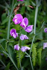 Tuberous pea flowers, purple-pink. in the North American forest The background is blurred with green trees.