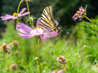 butterfly 207