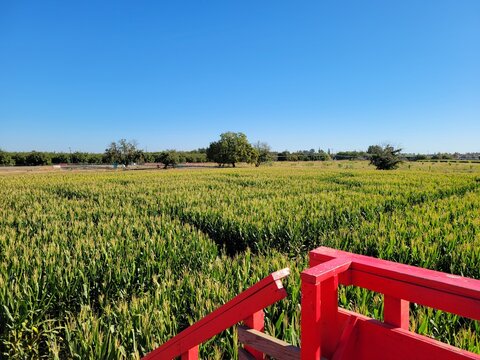 corn maze farm