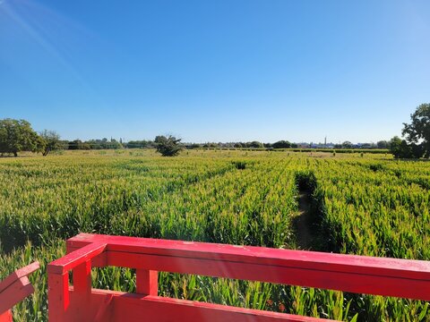 corn maze