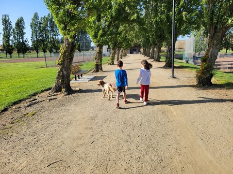 kids walking a dog