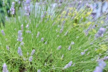 Background, texture, green lavender bush with blooming purple flowers