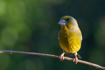 Cute little yellow bird. European Greenfinch. (Chloris chloris). Green nature background.