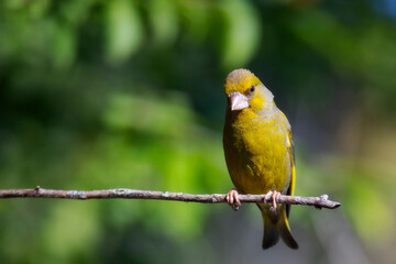 Cute little yellow bird. European Greenfinch. (Chloris chloris). Green nature background.