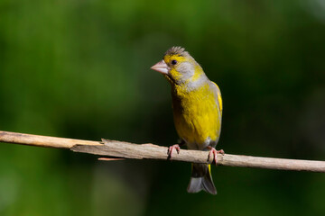 Cute little yellow bird. European Greenfinch. (Chloris chloris). Green nature background.