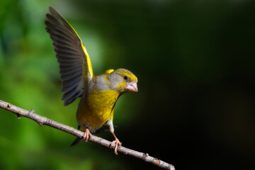 Cute little yellow bird. European Greenfinch. (Chloris chloris). Green nature background.