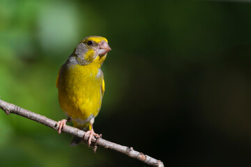 Cute little yellow bird. European Greenfinch. (Chloris chloris). Green nature background.
