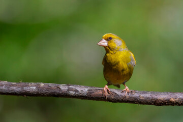 Cute little yellow bird. European Greenfinch. (Chloris chloris). Green nature background.
