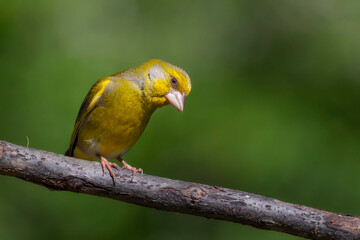Cute little yellow bird. European Greenfinch. (Chloris chloris). Green nature background.