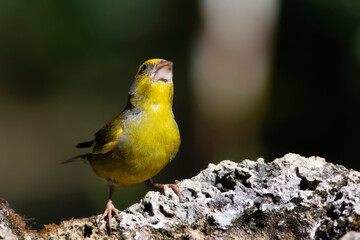 Cute little yellow bird. European Greenfinch. (Chloris chloris). Green nature background.