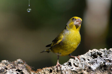 Cute little yellow bird. European Greenfinch. (Chloris chloris). Green nature background.